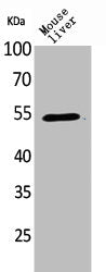 Western Blot analysis of mouse liver cells using MDM2 Polyclonal Antibody