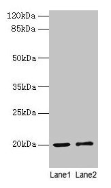 Western blot All lanes: COX4I1 antibody at 10µg/ml Lane 1: Rat muscle tissue Lane 2: Zebrafish lysate Secondary Goat polyclonal to rabbit IgG at 1/10000 dilution Predicted band size: 20 kDa Observed band size: 20 kDa