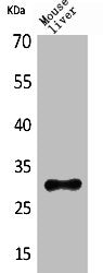 Western Blot analysis of mouse liver cells using FGF-5 Polyclonal Antibody