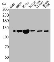 Western Blot analysis of A549 SW620 HT29 Jurkat mouse kidney mouse lung cells using CD133 Polyclonal Antibody