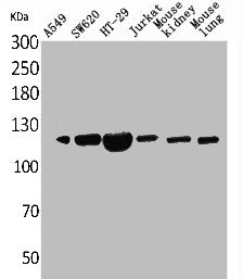 Western Blot analysis of A549 SW620 HT29 Jurkat mouse kidney mouse lung cells using CD133 Polyclonal Antibody