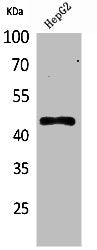 Western Blot analysis of HepG2 cells using HoxD3 Polyclonal Antibody