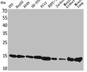 Western Blot analysis of 293 HepG2 A549 SHSY5Y PC-12 BXPC-3 Jurkat mouse kidney mouse lung cells using CyPA Polyclonal Antibody
