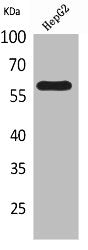 Western Blot analysis of HepG2 cells using ASIC3 Polyclonal Antibody