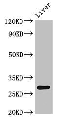 Western Blot Positive WB detected in: Rat liver tissue All lanes: CDX1 antibody at 4ug/ml Secondary Goat polyclonal to rabbit IgG at 1/50000 dilution Predicted band size: 29, 15 kDa Observed band size: 29 kDa