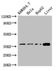 Western Blot Positive WB detected in: RAW264.7 whole cell lysate, Hela whole cell lysate, HepG2 whole cell lysate, Mouse liver tissue All lanes: CDX4 antibody at 3ug/ml Secondary Goat polyclonal to rabbit IgG at 1/50000 dilution Predicted band siz...