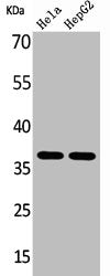 Western Blot analysis of HeLa HepG2 cells using Annexin II Polyclonal Antibody