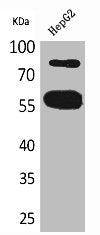 Western Blot analysis of HepG2 cells using CEACAM1/5 Polyclonal Antibody