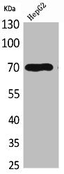 Western Blot analysis of HepG2 cells using Glypican-3 Polyclonal Antibody