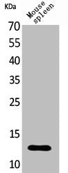 Western Blot analysis of mouse spleen cells using BLC Polyclonal Antibody