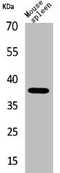 Western Blot analysis of mouse spleen cells using CD68 Polyclonal Antibody