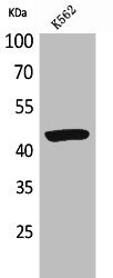 Western Blot analysis of K562 cells using P2X3 Polyclonal Antibody