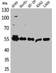 Western Blot analysis of A549 HuvEc HT29 K562 L929 cells using Fascin 1 Polyclonal Antibody