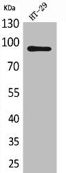 Western Blot analysis of HT29 cells using Neuregulin-2 Polyclonal Antibody
