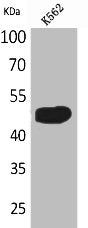 Western Blot analysis of K562 cells using Kallistatin Polyclonal Antibody