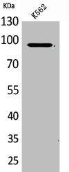 Western Blot analysis of K562 cells using MCM3 Polyclonal Antibody