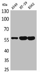 Western Blot analysis of A549 HT29 K562 cells using ERp57 Polyclonal Antibody