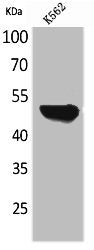 Western Blot analysis of K562 cells using Protein C Polyclonal Antibody