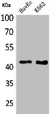 Western Blot analysis of HuvEc K562 cells using Layilin Polyclonal Antibody