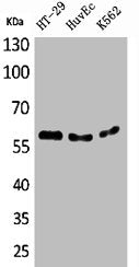 Western Blot analysis of HT29 HuvEc K562 cells using CYP11B1/2 Polyclonal Antibody