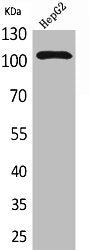 Western Blot analysis of HepG2 cells using Neuropilin-2 Polyclonal Antibody