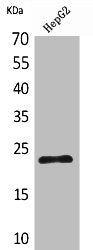 Western Blot analysis of HepG2 cells using SNAP 23 Polyclonal Antibody