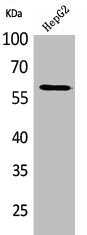 Western Blot analysis of HepG2 cells using HEXA Polyclonal Antibody