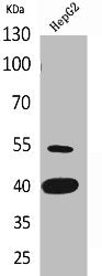 Western Blot analysis of HepG2 cells using LASP-1 Polyclonal Antibody