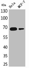 Western Blot analysis of HeLa MCF7 cells using PEPCK-C Polyclonal Antibody