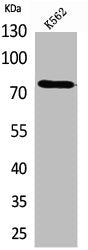 Western Blot analysis of K562 cells using Transferrin Polyclonal Antibody