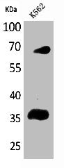 Western Blot analysis of K562 cells using CD32-B/C Polyclonal Antibody