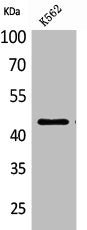Western Blot analysis of K562 cells using CD48 Polyclonal Antibody