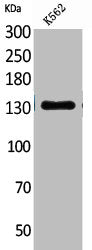 Western Blot analysis of K562 cells using CD50 Polyclonal Antibody