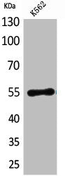 Western Blot analysis of K562 cells using CD55 Polyclonal Antibody