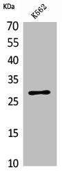 Western Blot analysis of K562 cells using CD58 Polyclonal Antibody