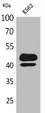 Western Blot analysis of K562 cells using PSG1 Polyclonal Antibody