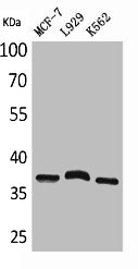 Western Blot analysis of MCF7 L929 K562 cells using CD79b Polyclonal Antibody