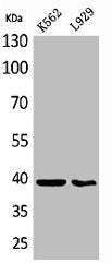 Western Blot analysis of K562 L929 cells using CD84 Polyclonal Antibody