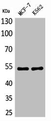 Western Blot analysis of MCF7 K562 cells using CD85e/h Polyclonal Antibody