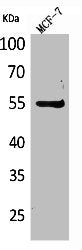 Western Blot analysis of MCF7 cells using CD85g Polyclonal Antibody