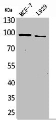 Western Blot analysis of MCF7 L929 cells using CD100 Polyclonal Antibody