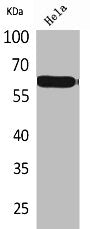 Western Blot analysis of HeLa cells using Nectin 3 Polyclonal Antibody