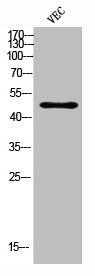 Western Blot analysis of VEC cells using CD116 Polyclonal Antibody