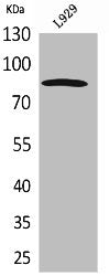 Western Blot analysis of L929 cells using PDGFR-α Polyclonal Antibody