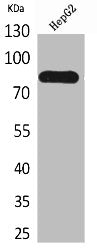 Western Blot analysis of HepG2 cells using CD248 Polyclonal Antibody