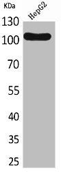 Western Blot analysis of HepG2 cells using CD307 Polyclonal Antibody