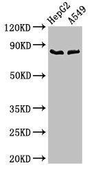 Western Blot Positive WB detected in: HepG2 whole cell lysate, A549 whole cell lysate All lanes: CFB antibody at 2.8ug/ml Secondary Goat polyclonal to rabbit IgG at 1/50000 dilution Predicted band size: 86 kDa Observed band size: 86 kDa