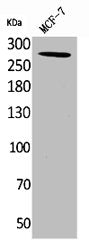 Western Blot analysis of MCF7 cells using IGF-IIR Polyclonal Antibody
