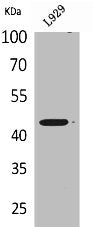 Western Blot analysis of L929 cells using Siglec-5/14 Polyclonal Antibody