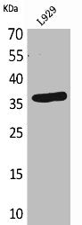 Western Blot analysis of L929 cells using CD300g Polyclonal Antibody